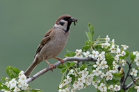Tree Sparrow