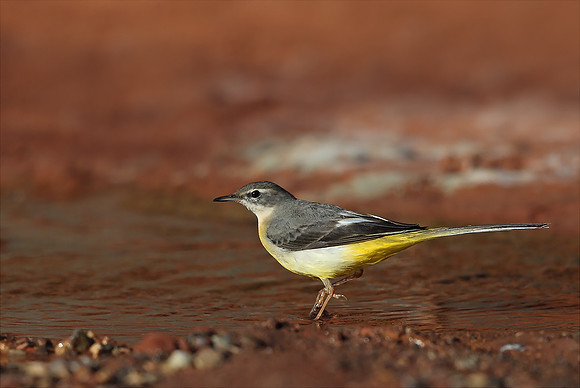 Grey Wagtail