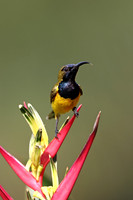 Olive-backed Sunbird