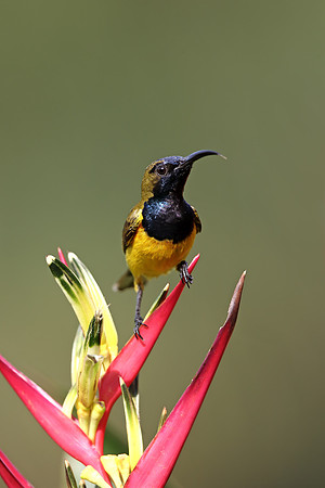 Olive-backed Sunbird