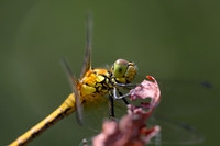 Common Darter