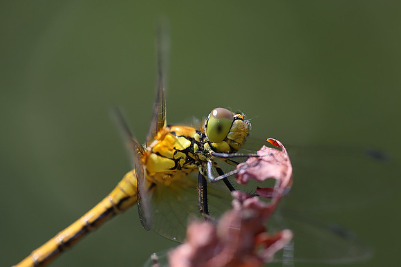 Common Darter
