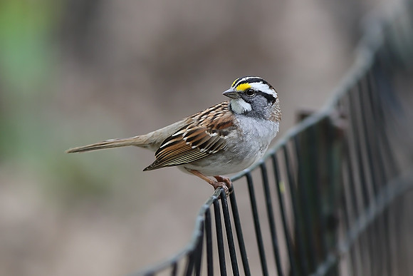 White-throated Sparrow