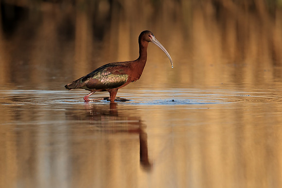 Glossy Ibis