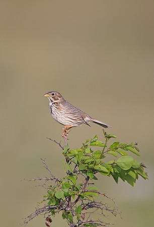 Corn Bunting