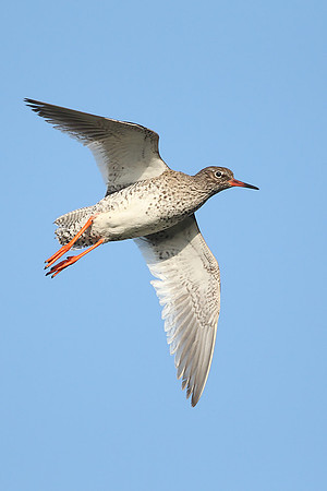 Redshank