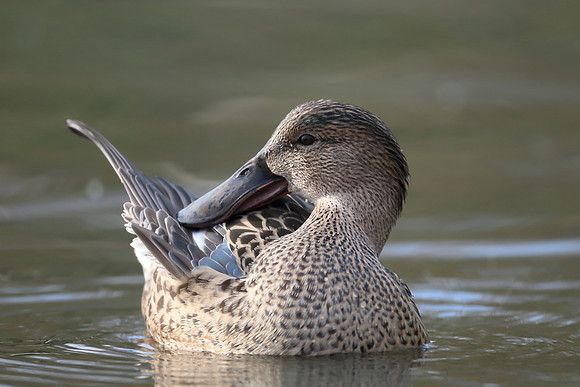 Northern Shoveler