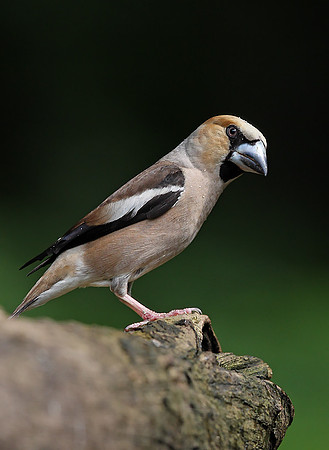 Hawfinch