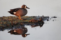 Blue-winged Teal