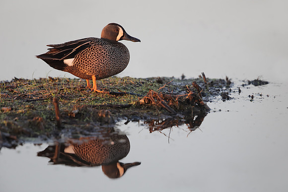 Blue-winged Teal