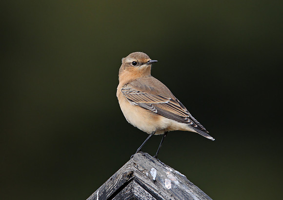 Northern Wheatear