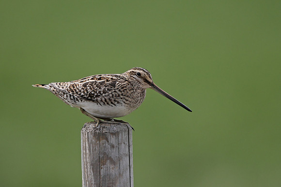 Snipe