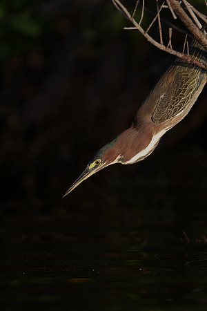 Green Heron