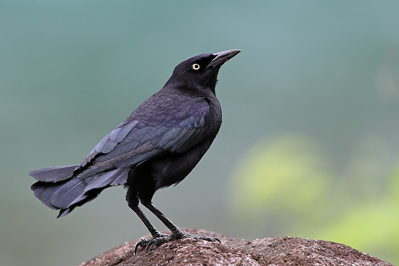 Carib Grackle