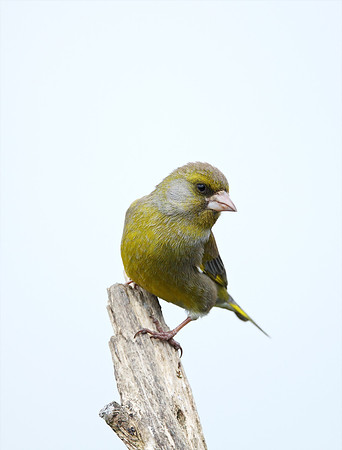 Greenfinch
