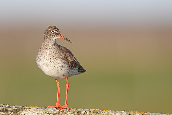 Redshank