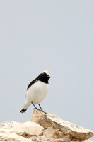 Finsch's Wheatear