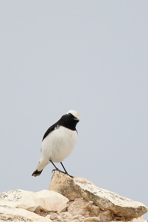 Finsch's Wheatear