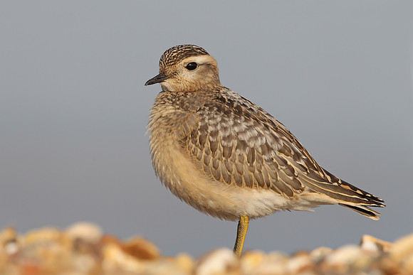 Dotterel