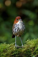 Chestnut-crowned Antpitta
