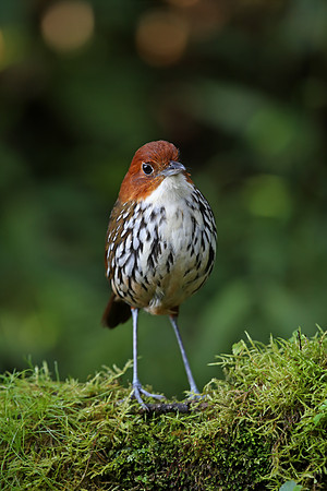 Chestnut-crowned Antpitta