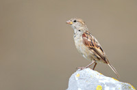 House Sparrow
