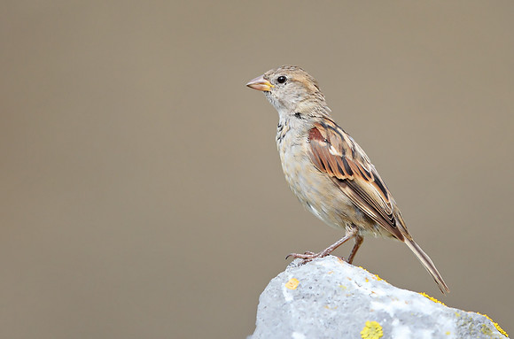 House Sparrow