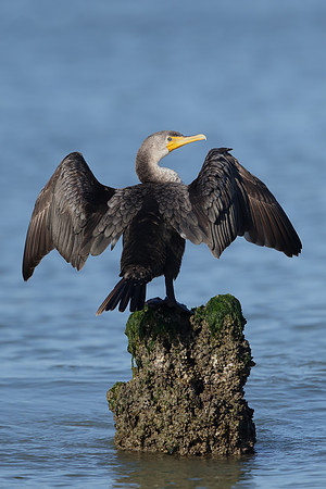 Double-crested Cormorant