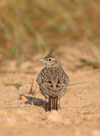 Crested Lark
