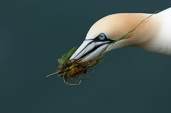 Gannet