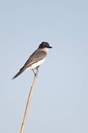 Eastern Kingbird