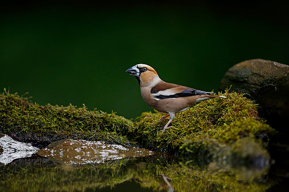 Hawfinch