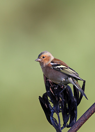 Chaffinch