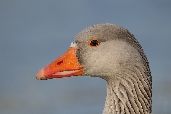 Greylag Goose
