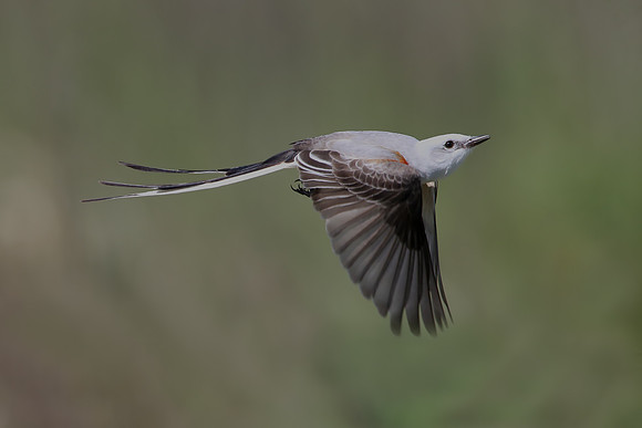 Scissor-tailed Flycatcher