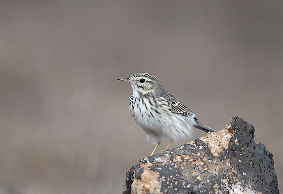 Berthelot's Pipit