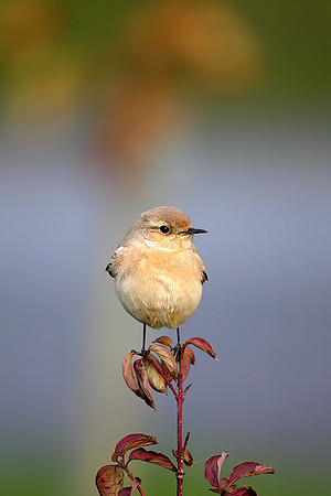 Desert Wheatear