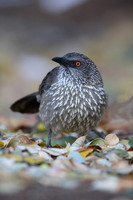 Babblers