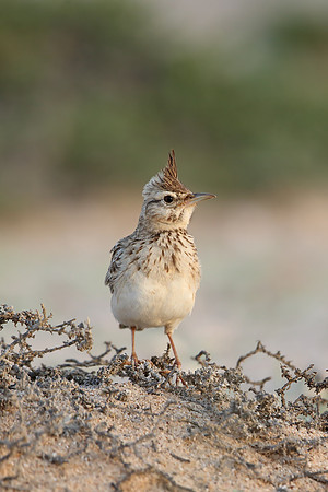 Crested Lark