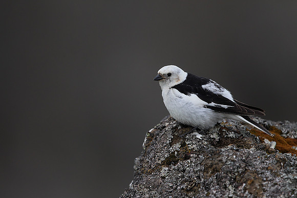 Snow Bunting