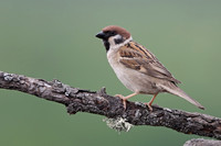 Tree Sparrow