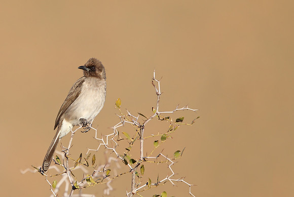 Common Bulbul