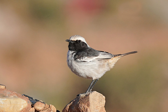 Red-rumped Wheatear
