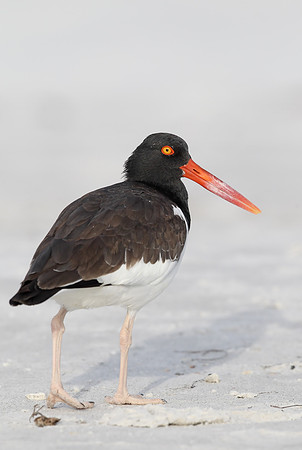 American Oystercatcher