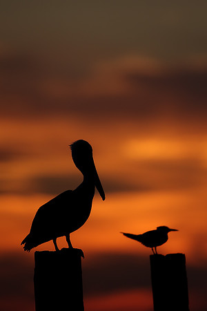 Brown Pelican Sunset I