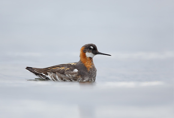Red-necked Phalarope