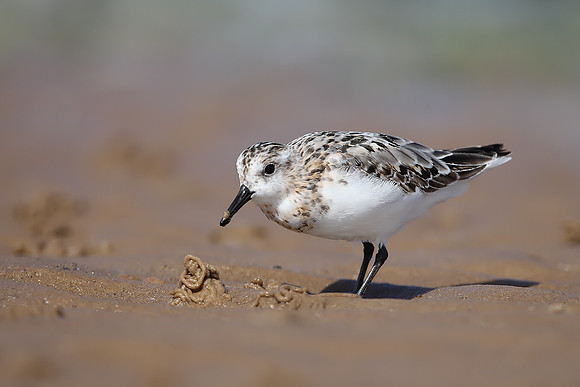 Sanderling