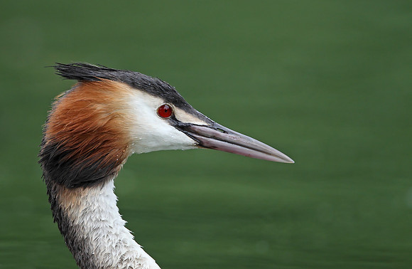 Great Crested Grebe