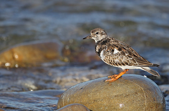 Turnstone