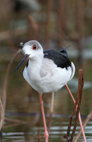 Waders